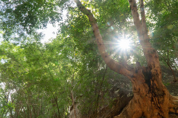 Low angle view of tree under sunlight with lens flares.