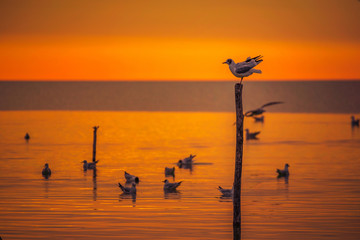 Detail of an isolated laughing gull bird ( Larus ridibundus ) sitting on a pole in one foot and other gulls in the foreground in the water