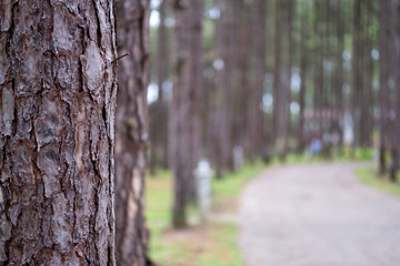  Selective focus of pine tree in forest at the morning with sun rays pouring through illuminating tree branches.