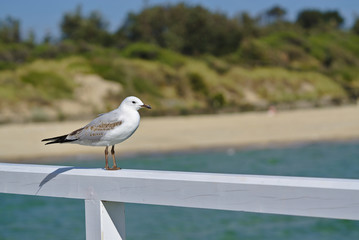 Seagull looking at sea