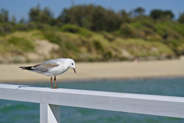 Seagull looking down