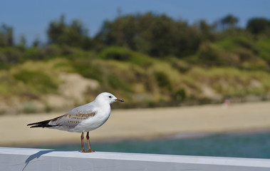 Seagull looking at sea