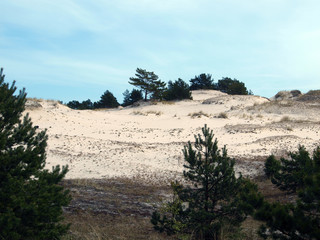 Dunes at the Baltic Sea. Sunny day in early spring.