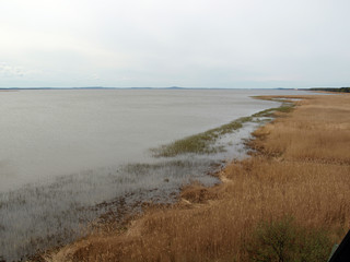 Lake, Coastline with reeds. Horizon.