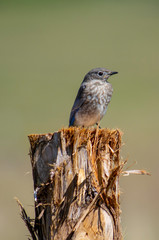 small blue bird on a post