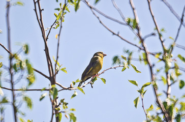 bird on a branch