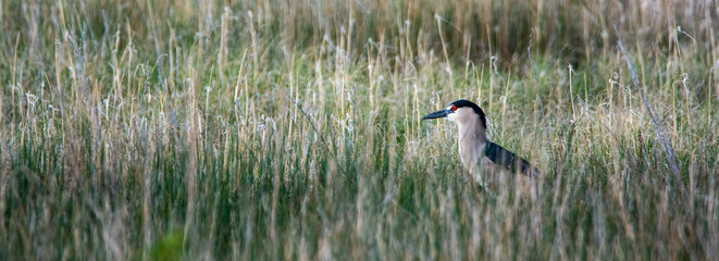night heron in grass