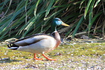 Ente