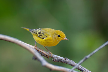 Yellow warbler on a branch