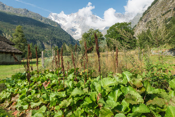 Fototapeta na wymiar Rumex alpinus, common name monk's-rhubarb, Munk's rhubarb or Alpine dock. Leafy perennial herb, nitrophilous plant, commonly found near mountain pastures, Italian Alps, mid August 