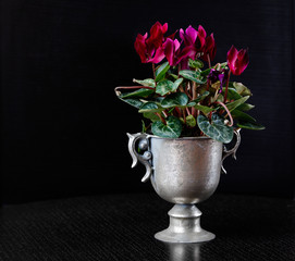 Spring flowers of red color in a metal vase on a black background.