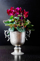 Spring flowers of red color in a metal vase on a black background.