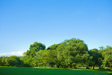 Fototapeta na wymiar garden lawn , blue sky