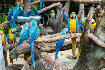 Colorful blue and yellow parrots.
