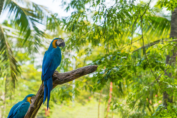 Colorful blue and yellow parrots.