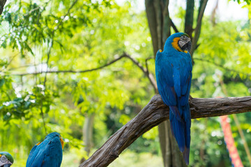 Colorful blue and yellow parrots.