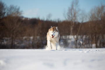 Crazy, happy and cute beige and white dog breed siberian husky with tonque out running on the snow in the winter field.
