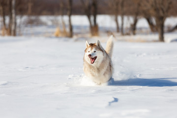 Crazy, happy and cute beige and white dog breed siberian husky with tonque out running on the snow in the winter field.