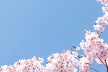 Fotobehang (自然ｰ花)青空とさくら１ © moarave