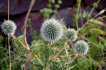 Die Wunder der Natur