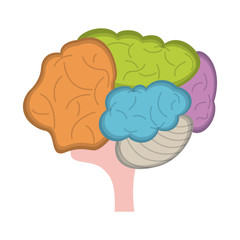 Human brain symbol isolated