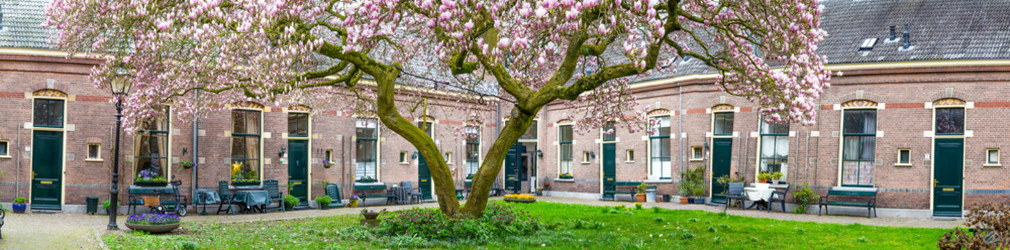 Row of medieval little houses with a pink bllooming tulip tree in the old city center of Zutphen in the Netherlands.