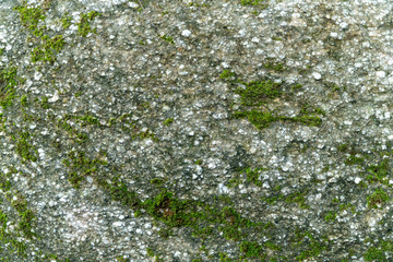 Obraz na płótnie Canvas Selective focus detailed moss and lichen covered white gray stone. Rock texture surface close up.