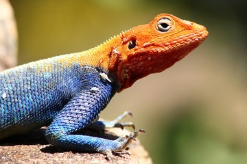 Vibrant lizard on a rock