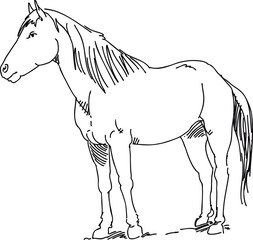 horse black and white