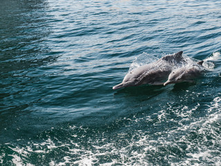 Dolphins swimming in the sea waves on the background of the rays of the bright sun. Closeup. Oman...