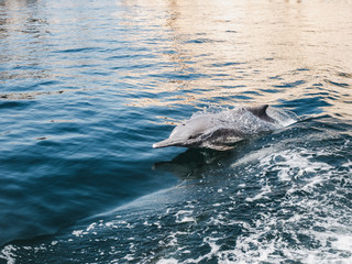 Fototapeta premium Dolphins swimming in the sea waves on the background of the rays of the bright sun. Closeup. Oman Fjords, Khasab