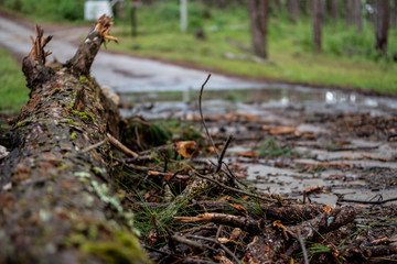 Obraz premium Selective focus of a broken pine tree and branch by storm damage on roadside in rainforest.Toppled pine tree after strong wind with blurred forest background.