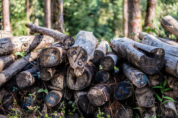 Pine tree timber trunk stacked and numbered use as firewood on the ground with blurred green forest background.
