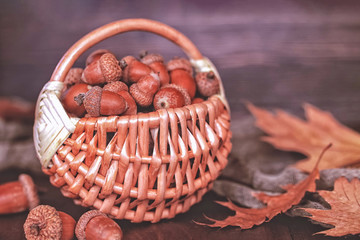 autumn background with acorns and oak leaves. acorns in a wicker basket close-up.