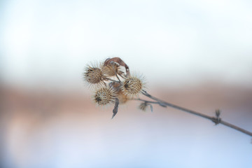 Close-up of Old Dry burdock at sunset in winter