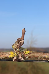 Weinstock nach dem Winter