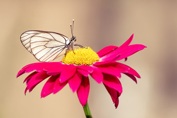 Close-up photo of one white butterfly on a red flower in a summer day outside. Toned colors, soft focus and copy space.