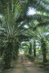 パームトゥリー���やしやしやしの木やしb🌴