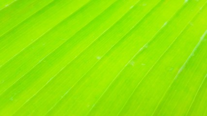 Bright green Of banana leaves in the garden.