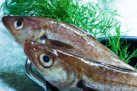 Frischer Merlan, Dorsch im Ganzen in einem Fischtopf mit frischem Dill zum Kochen vorbereitet