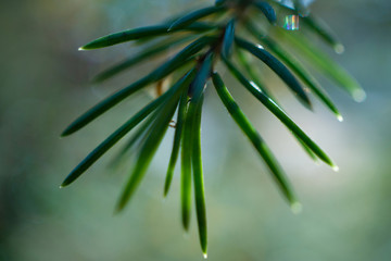 Pine Needles