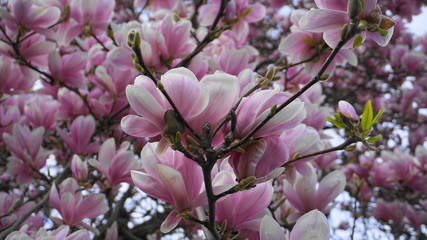 Magnolia blossom tree. Beautiful magnolia flowers close up.