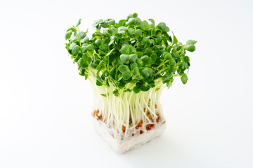 カイワレダイコン