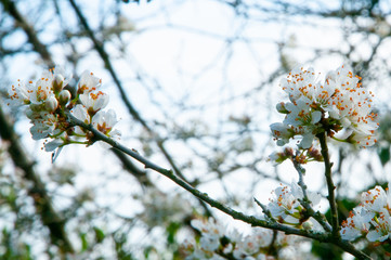 Blackthorn blossom (prunus spinoso), produces sloes in the autumn