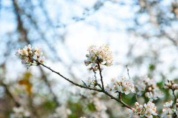 Blackthorn blossom (prunus spinoso), produces sloes in the autumn