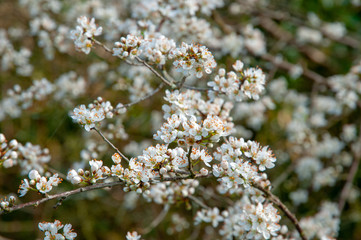 Blackthorn blossom (prunus spinoso), produces sloes in the autumn