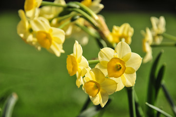 Close up of miniature daffodils in bright sunshine