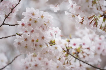 鎌倉の桜