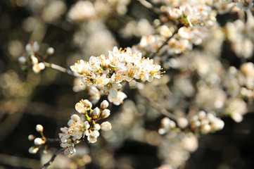 Blackthorn blossom (prunus spinoso), produces sloes in the autumn