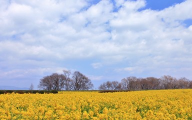 Obraz premium 菜の花の群生と木々の風景です